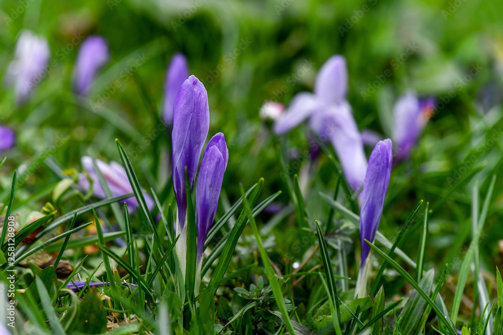 Crocus flower in the Mostviertel Crocus flower in the Mostviertel