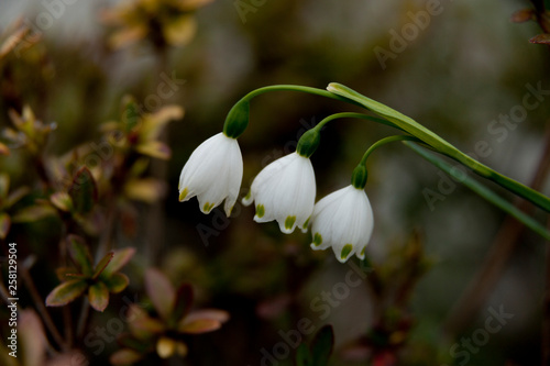Delicate Lily of the Valley flower (Convallaria majalis) isolated on blurred background.