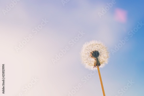 Delicate white fluffy dandelion flower with clear blue sky and sunlight on background  natural green blurred spring background  selective focus. Summer landscape.