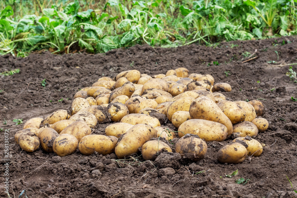 Potato harvest on the bed. Growing potatoes_ Potato harvest on the bed. Growing potatoes_