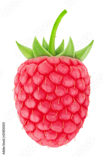Ripe single raspberry isolated on a white.