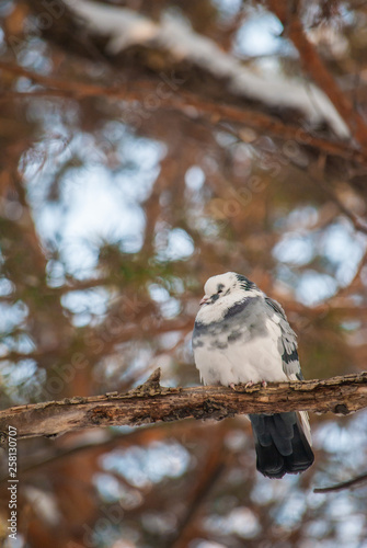 pigeon on branch © Sotnikov_EM