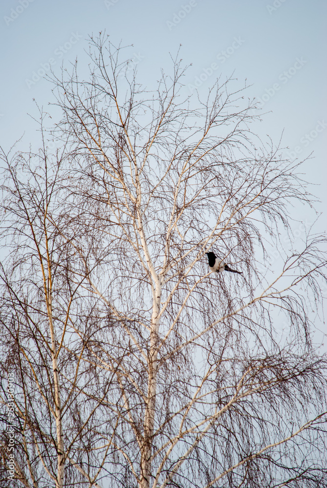 bird on branch bird on branch