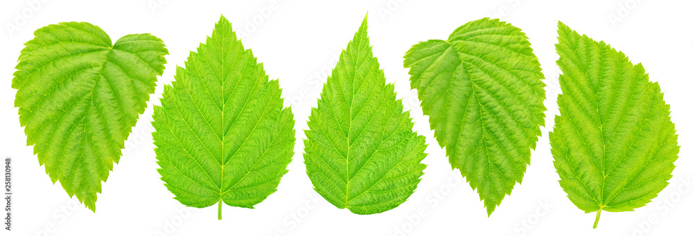 Set of raspberry leaves isolated on a white. Set of raspberry leaves isolated on a white.