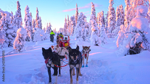 huskies in finnland photo