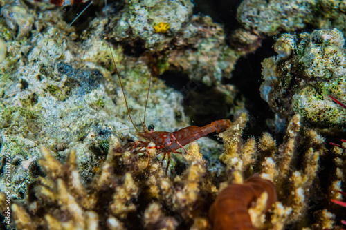 Coral reefs and water plants in the Red Sea, Eilat Israel