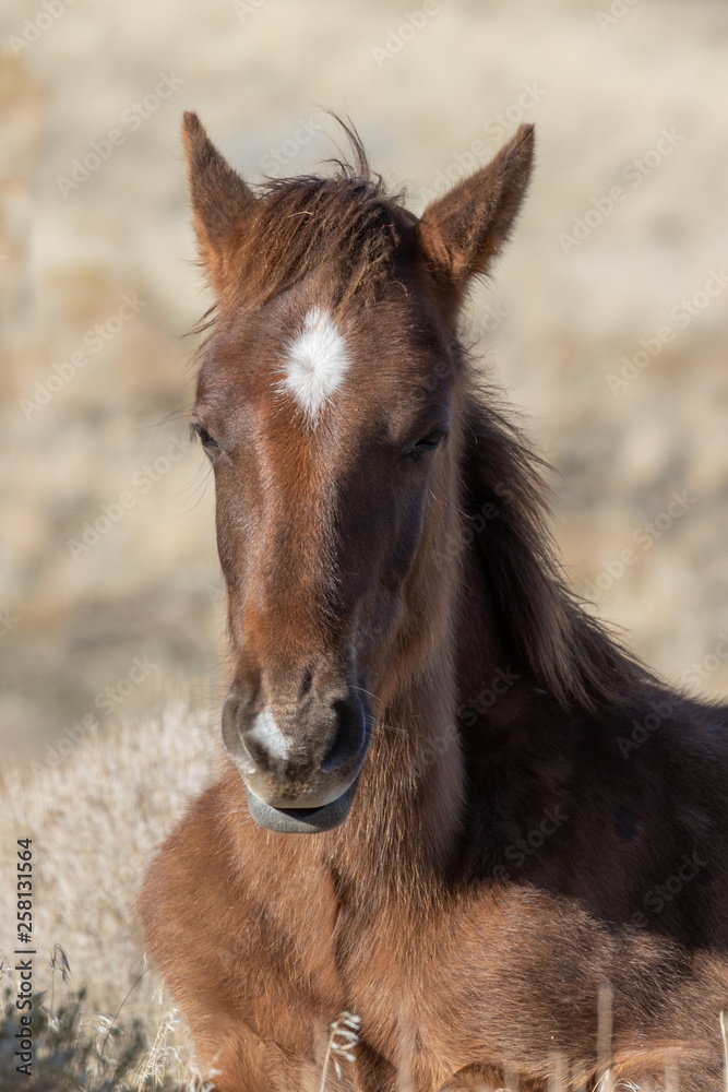 Fototapeta premium Wild Horse Foal in Utah in Winter
