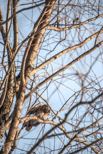 Turdus pilaris