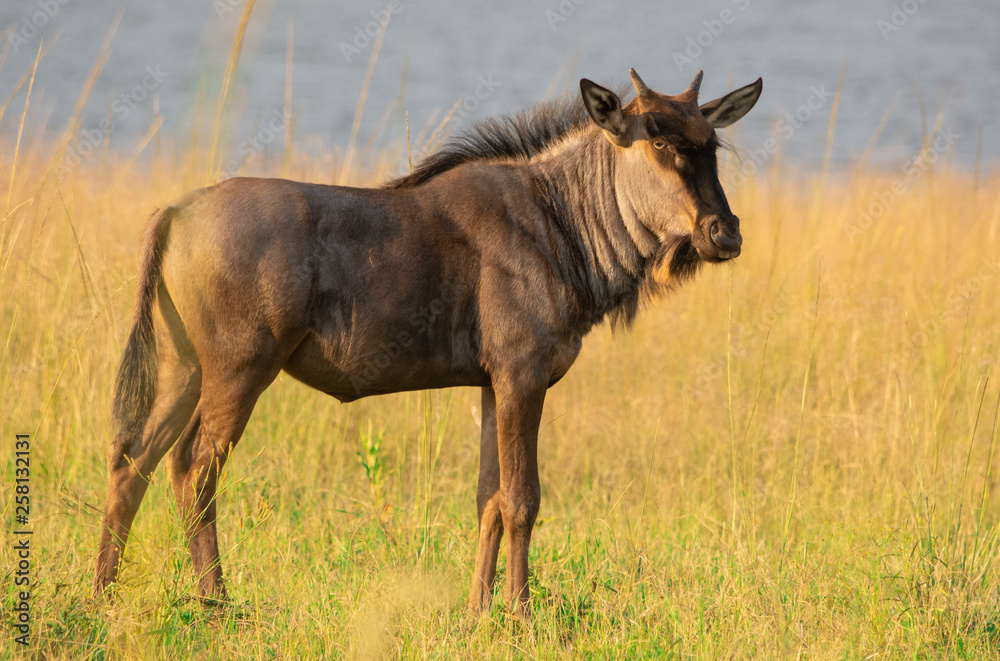 Wildebeest calf Wildebeest calf