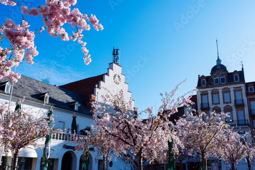 Cuadro en lienzo Landau, Germany - 28th of march 2019: Blooming trees on the town hall square in