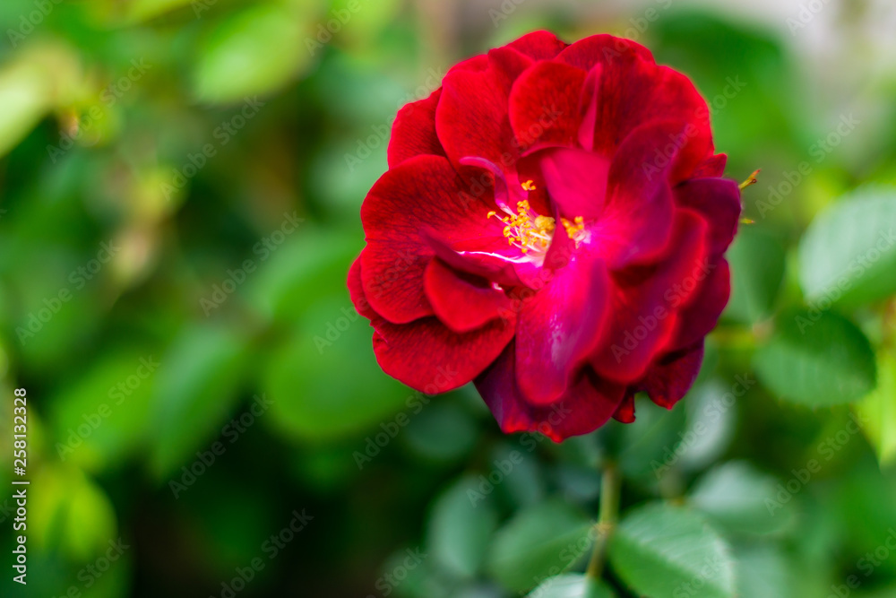 red rose in the garden