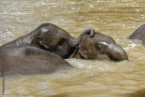 two young elephants bathing together with other elephants