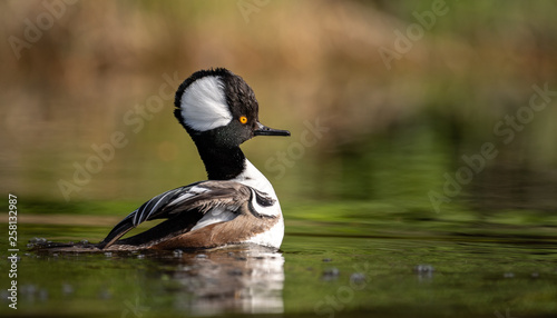 Canvas Print Hooded Merganser