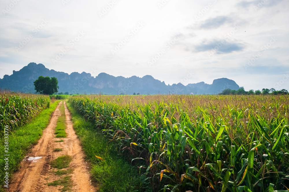 Corn Field in Thailand