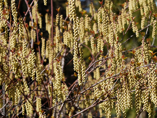 Stachyurus praecox, un arbuste aux longues grappes de fleurs jaune pâle pendantes sur des rameaux nus au printemps photo