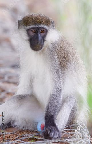 Green monkey in Ethiopian