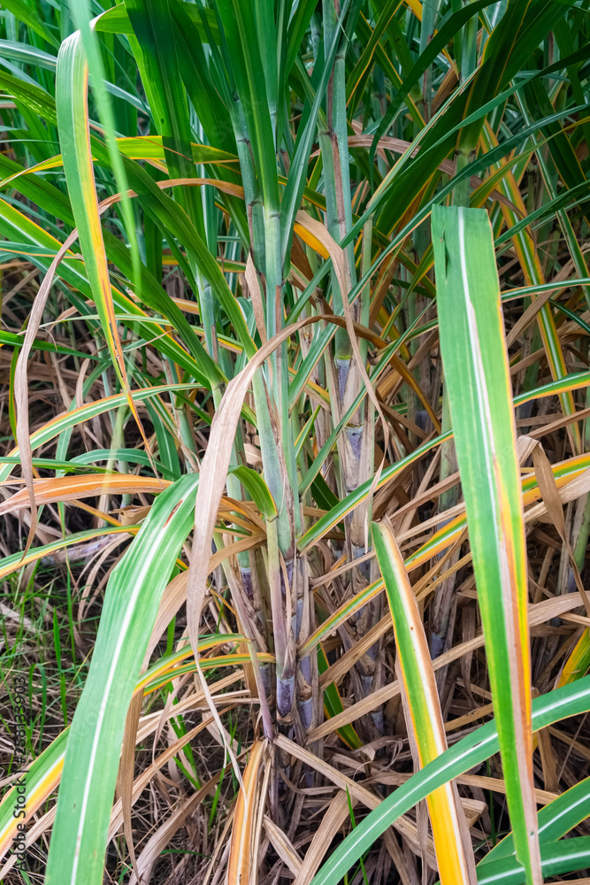 Obraz premium Sugar Cane in the Farm