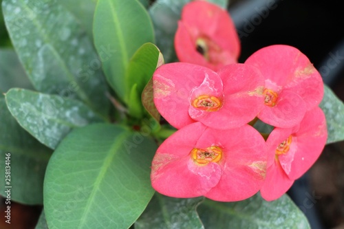 Euphorbia milli crown of thorns in nature