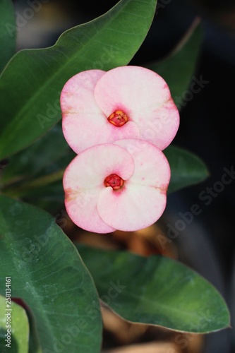 Euphorbia milli crown of thorns in nature