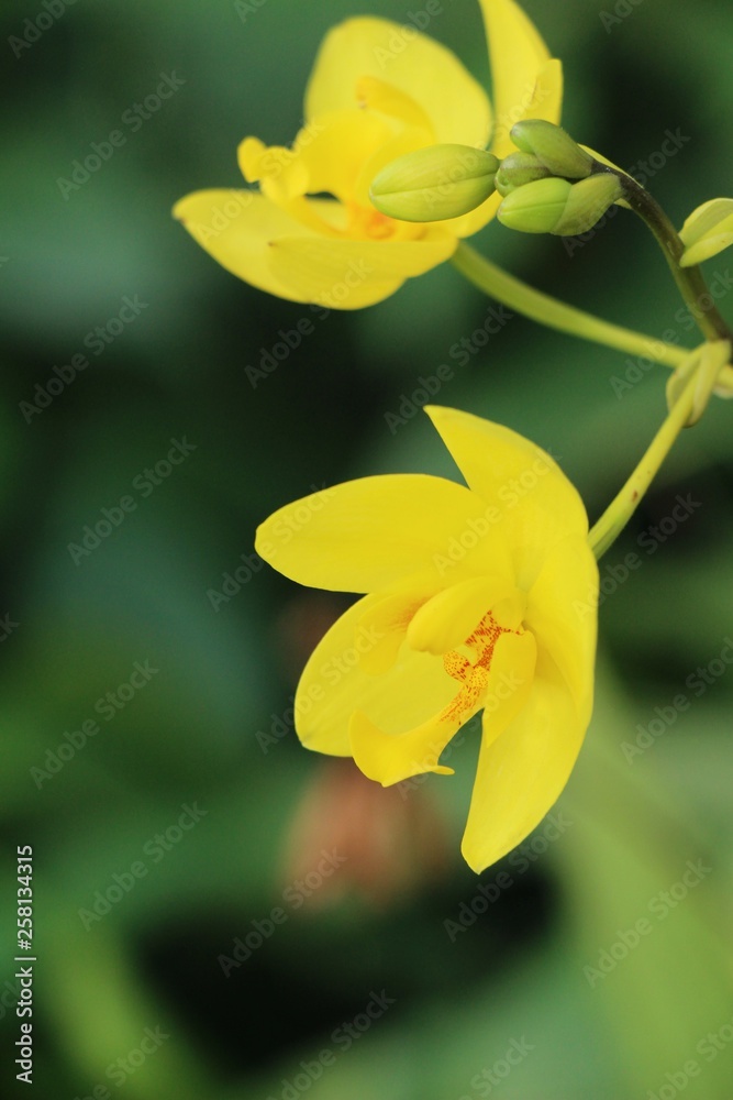 Orchid flower is beautiful in the garden Orchid flower is beautiful in the garden