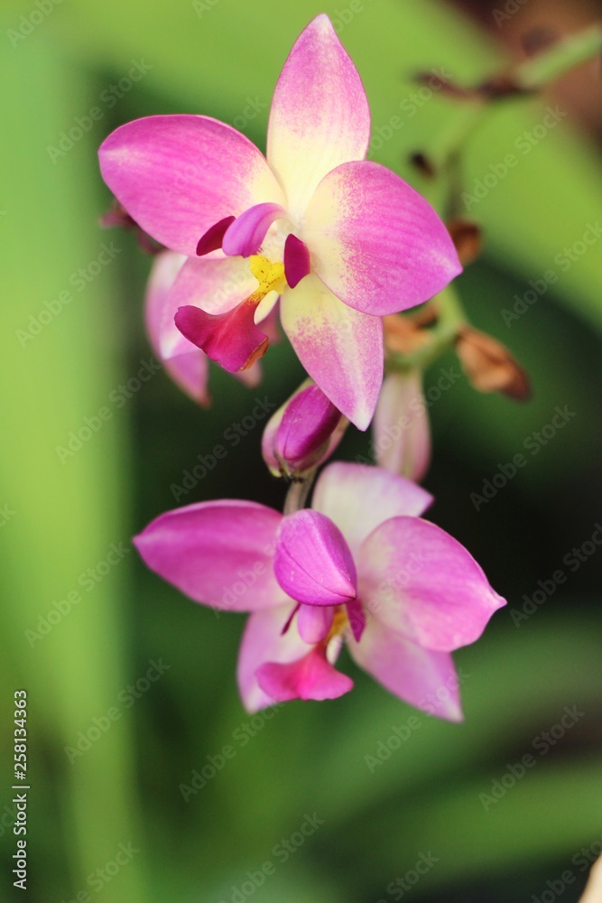 Orchid flower is beautiful in the garden Orchid flower is beautiful in the garden