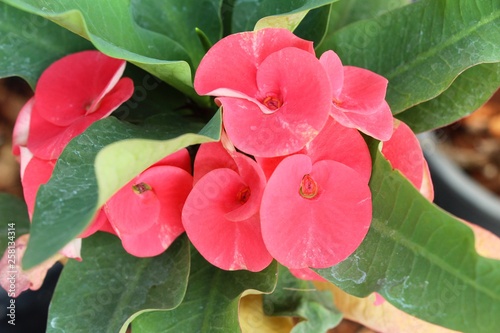 Euphorbia milli crown of thorns in nature