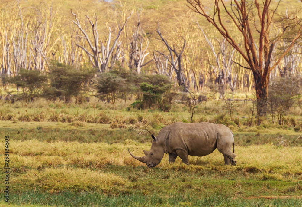 Naklejka premium African white rhinoceros showing impressive horns while grazing in woodland at Lake Nakuru National Park, Kenya, Africa. Near threatened species Ceratotherium Simum