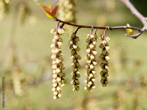 Stachyurus praecox, un arbuste aux longues grappes de fleurs jaune pâle pendantes sur des rameaux nus au printemps