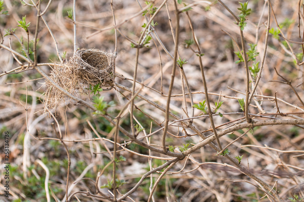 Abandoned nest on a bush branch. Abandoned nest on a bush branch.