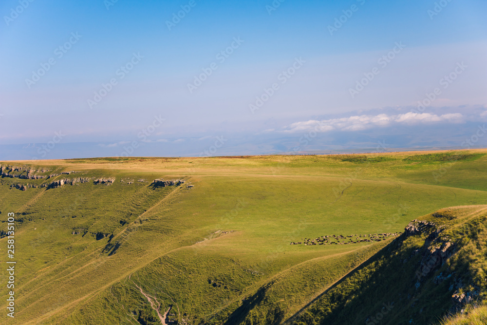 Sheep graze in the mountains on a summer morning