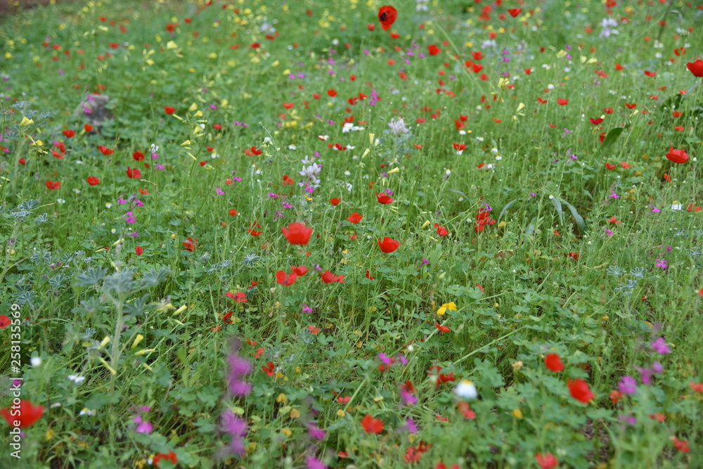 Wild plants in the field: Poppy, Lupinus pilosus, Bermuda Buttercup	