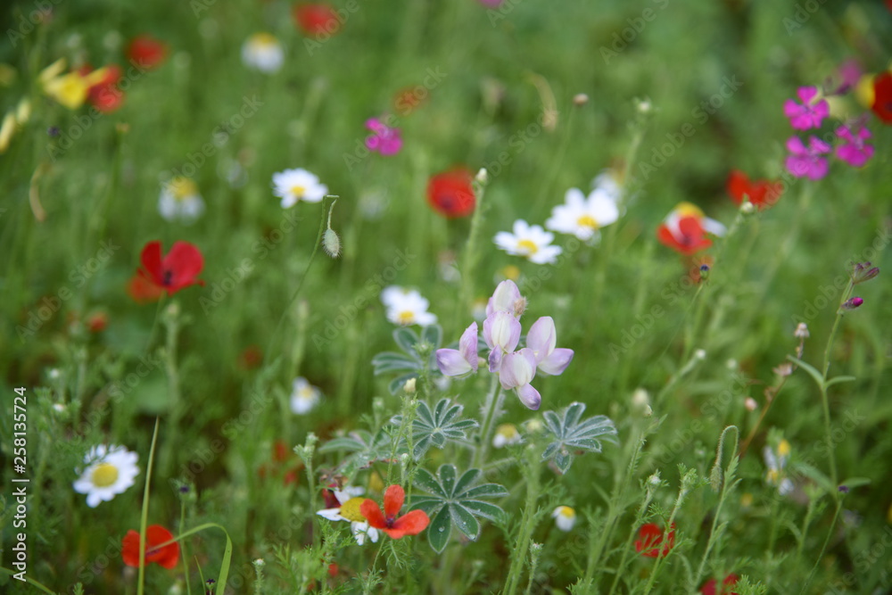 Wild plants in the field: Poppy, Lupinus pilosus, Bermuda Buttercup	