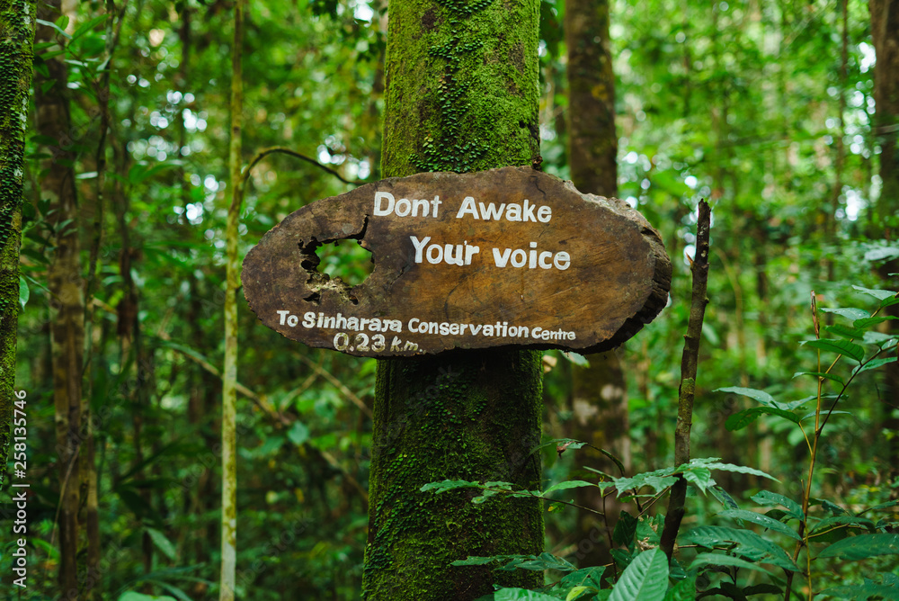 Sinharaja Forest Reserve in Sri Lanka Jungle greens danger