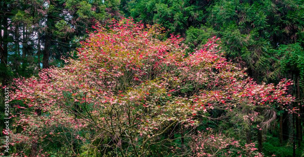 Autumn Scenes || Taiwan Autumn Scenes || Taiwan