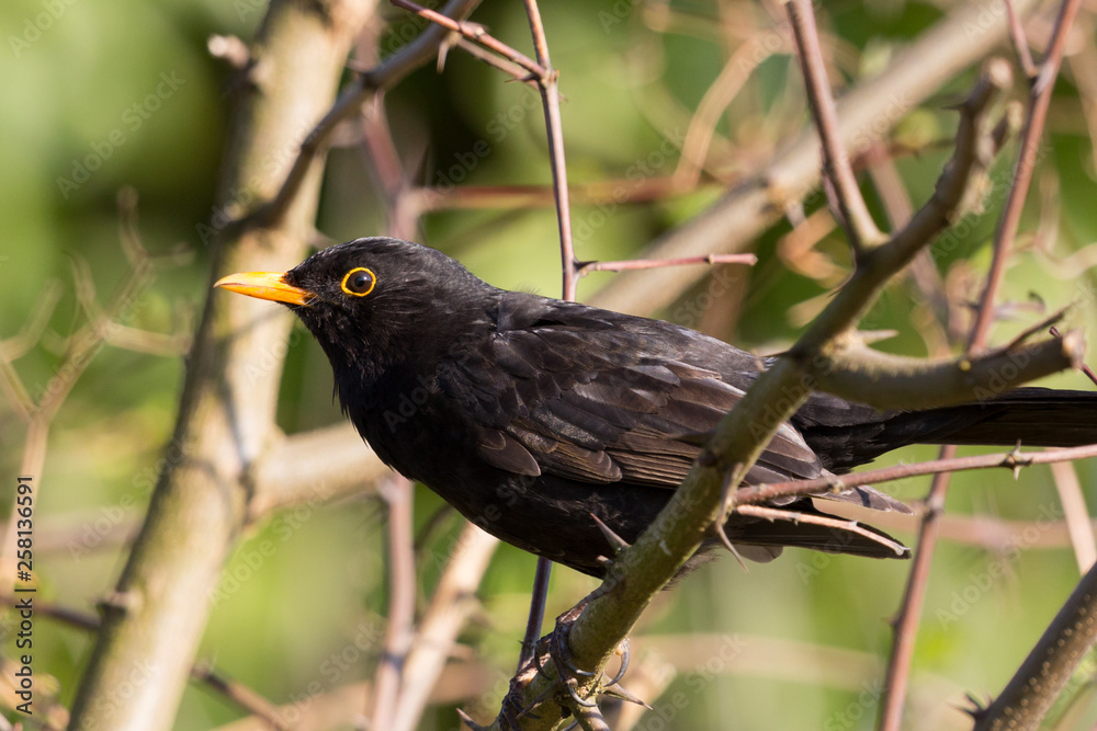 Fototapeta premium side view portrait male blackbird (turdus merula), tree branches