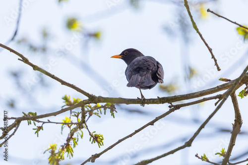 male blackbird (turdus merula) standing on tree branch