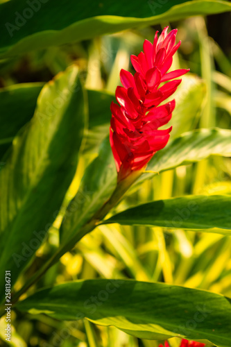Red Ginger Flower