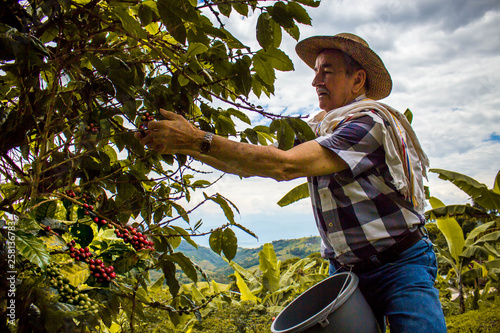 hombre con sombrero cogiendo la cosecha de café maduro photo