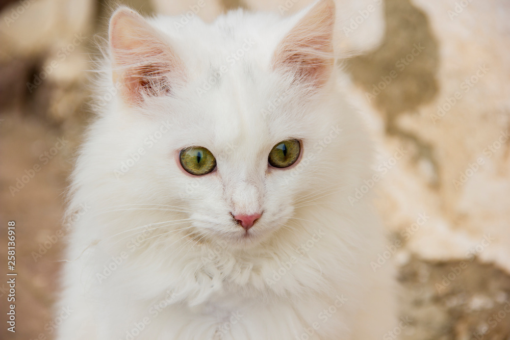 White cat in outdoors