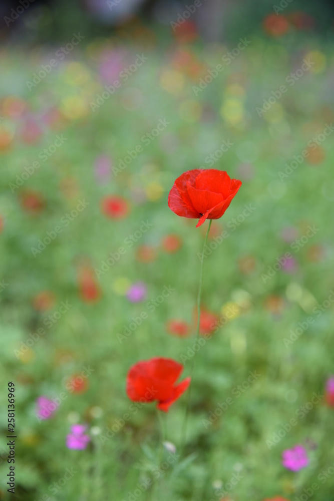 Fototapeta premium Wild plants in the field: Poppy, Lupinus pilosus, Bermuda Buttercup 