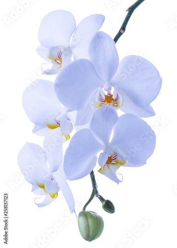 blossoming beautiful branch of blue orchid, phalaenopsis is isolated on background, make up photo