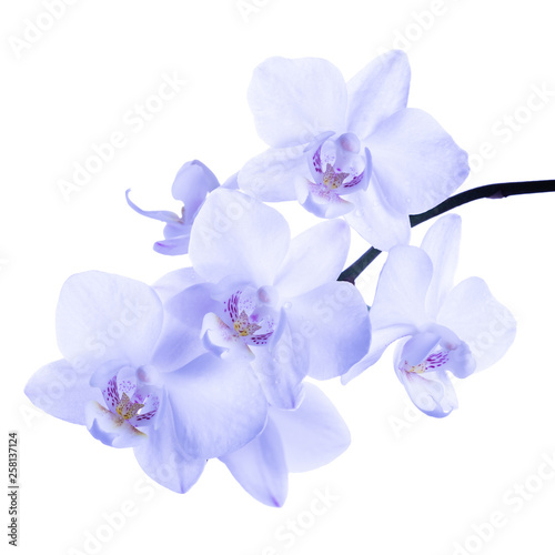 Fototapeta Naklejka Na Ścianę i Meble -  blooming twig of soft lilac orchid, phalaenopsis is isolated on background
