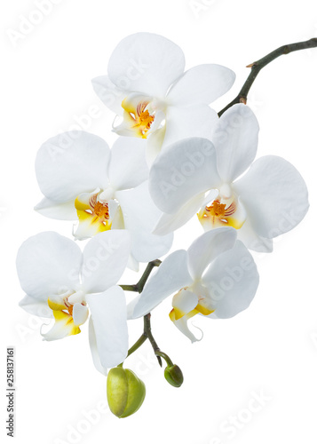 blossoming beautiful branch of white orchid  phalaenopsis is isolated on background  make up