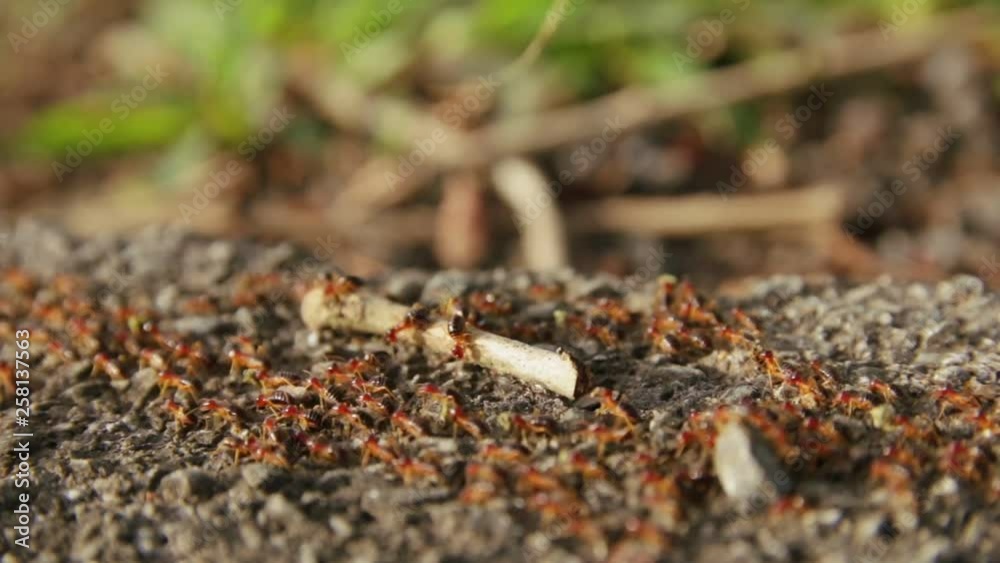 Close-Up Red Ants Colony moving aside the Road in Asia Close-Up Red Ants Colony moving aside the Road in Asia