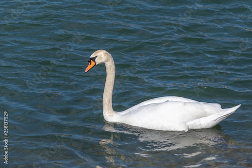 Weisser Schwan