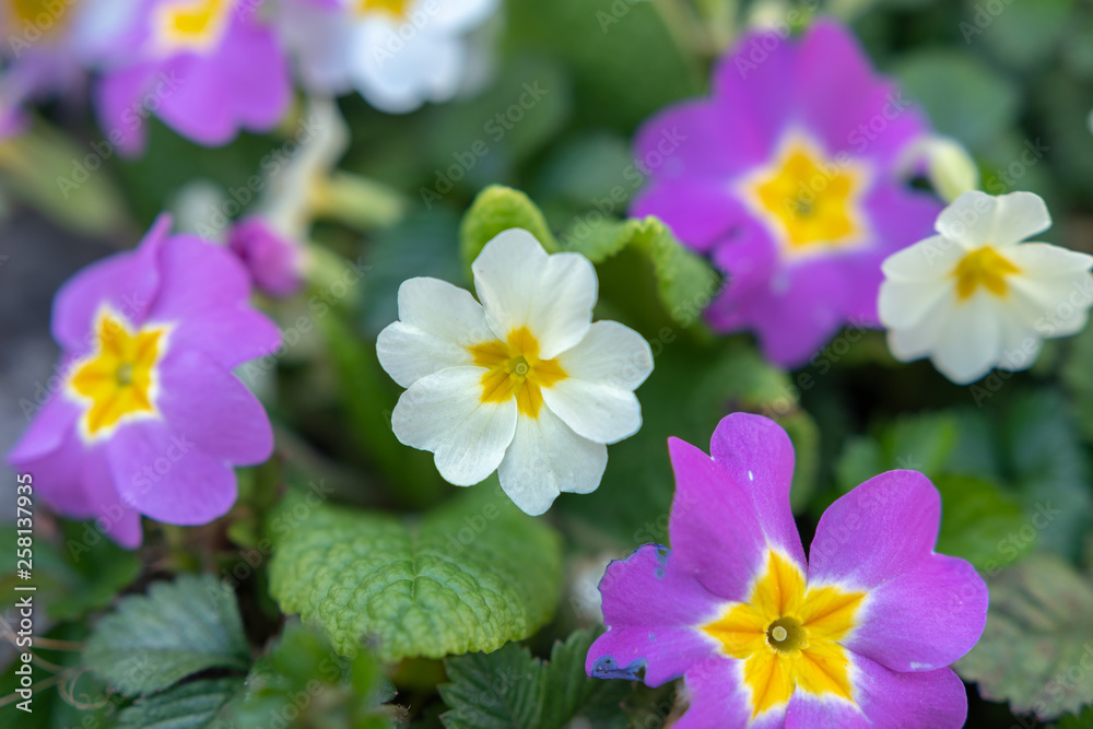 Blumen im Frühling Blumen im Frühling