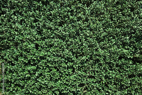 生垣のテクスチャ 緑の背景