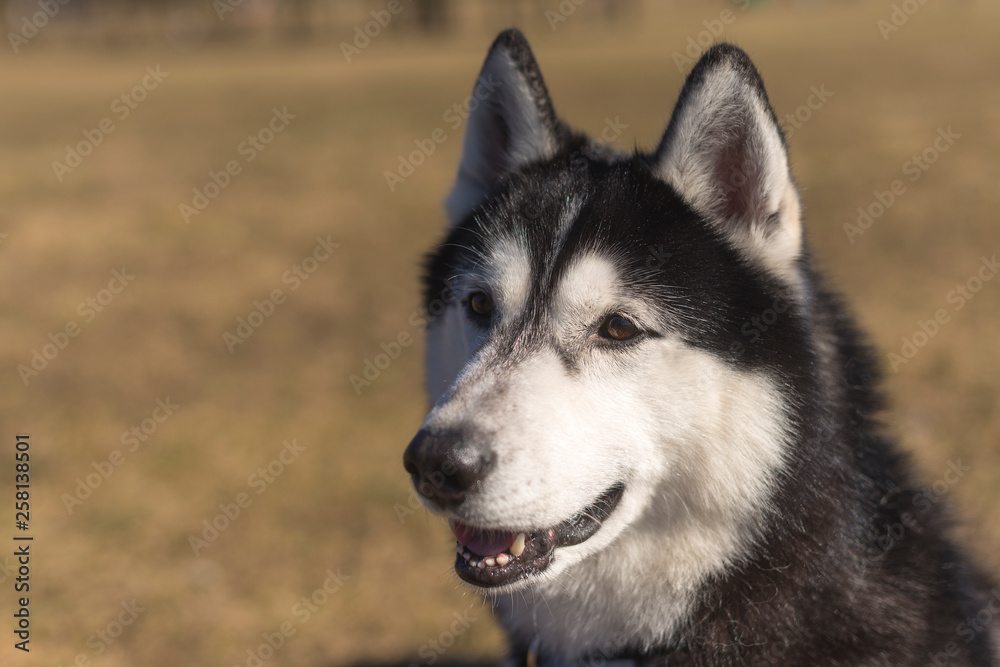 Husky sits on the grass on a bright sunny day