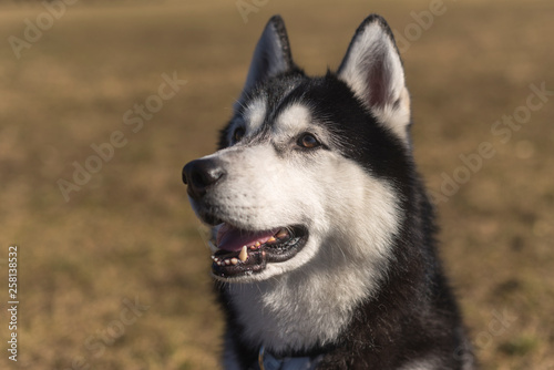 Husky sits on the grass on a bright sunny day