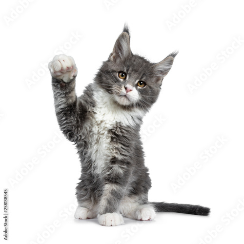 Charming cute blue with white Maine Coon cat kitten, sitting straight up playing. Looking focussed beside lens with smart brown eyes. Isolated on white background. Paw high in air.  photo